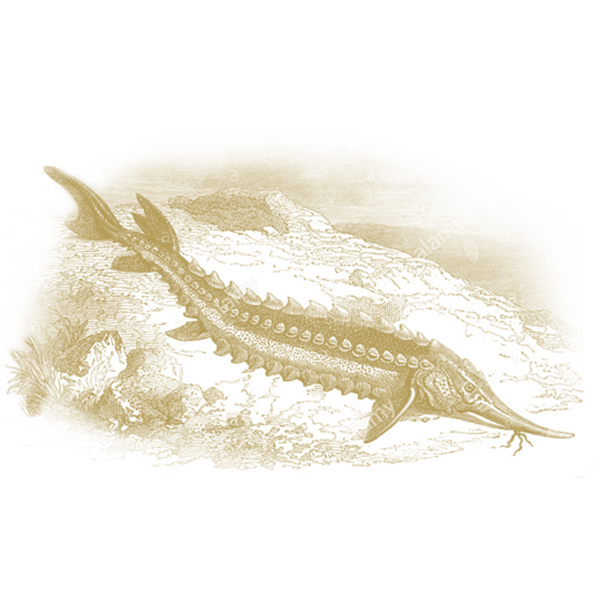 AKCAVIAR